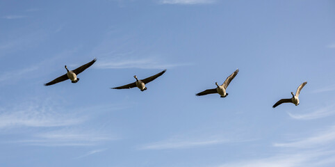 Obraz premium Four Geese Flying in Clear Blue Sky, Graceful V-Formation Across Open Space Above Fields