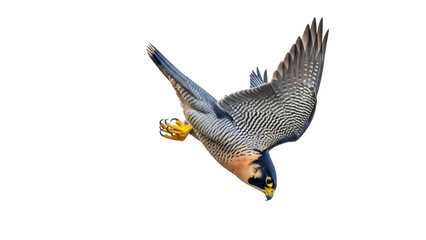 Isolated Peregrine Falcon dives gracefully with impressive feathers and sharp talons to hunt prey