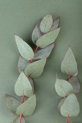 Fresh eucalyptus leaves on green background, top view. Eucalyptus branches.