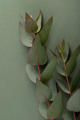 Fresh eucalyptus leaves on green background, top view. Eucalyptus branches.