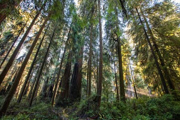 California, Oak Trees, North West, Pacific © Yuriko David