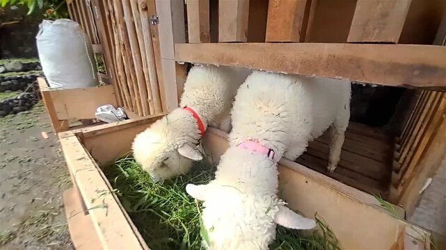 Two fluffy white lambs are eating fresh green grass.