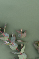 Fresh eucalyptus leaves on green background, top view. Eucalyptus branches.