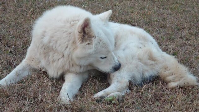 The dog has mange all over its body.