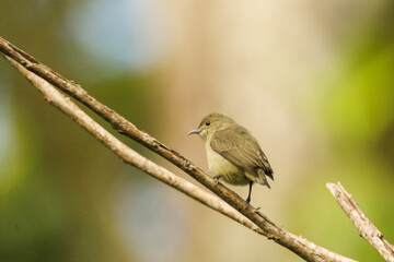Obraz premium Brown Breasted Flycatcher Perched on Forest Branch in Sri Lanka, Small Tropical Songbird Wildlife Portrait