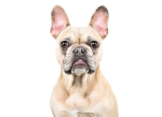 Obraz premium Portrait of a cute fawn French bulldog, closeup, isolated on white background