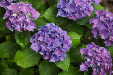 Close-up of beautiful hydrangea flowers in the garden that blooms in early summer.