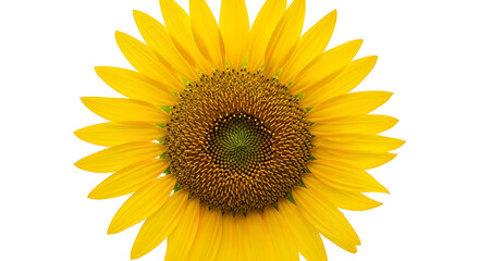 Naklejka premium Vibrant Yellow Sunflower Bloom Isolated on White Background, Celebrating Summer and Nature's Beauty with transparent background