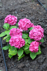 Close-up of beautiful hydrangea flowers in the garden that blooms in early summer.