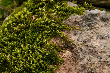 Green moss on the stones. Texture of mountain vegetation.