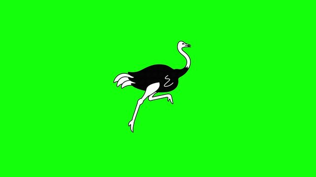 Cartoon ostrich running in place with smooth leg movement on a bright green chroma key background. Flat 2D vector illustration style with , simple shapes, and high contrast black and white.