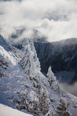 Obraz premium Sapins enneigés sur crête rocheuse – Bernex, Haute‑Savoie, France