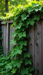 Intricate network of lush green leaves and twisting vines climbing a rustic wooden fence, bathed in sunlight Perfect for nature, garden, botanical, and growth themes , vibrant, flora, life