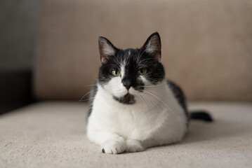 A black and white cat is lying comfortably on a couch, enjoying a peaceful moment in its cozy home...