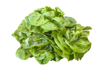 Pile of green lettuce isolated on a white background