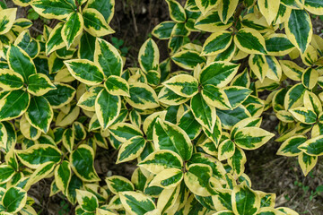 Obraz premium The leaves feature a dark green center with a bright gold or yellow border. Gilt Edge Silverberry. Closeup view.
