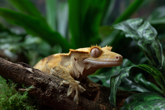 Exotic crested gecko resting on a branch.