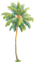 palm tree on white background