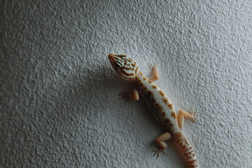 Obraz na płótnie Canvas Small lizard gecko crawling on a white textured wall with soft dramatic lighting.
