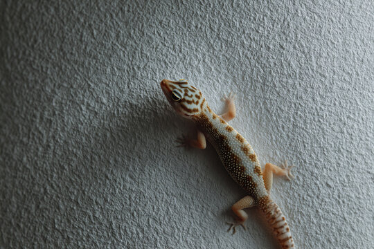 Small lizard gecko crawling on a white textured wall with soft dramatic lighting.