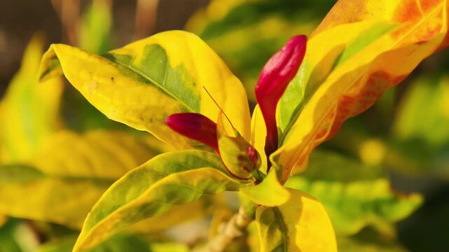    Auspicious a flowers of Thailand