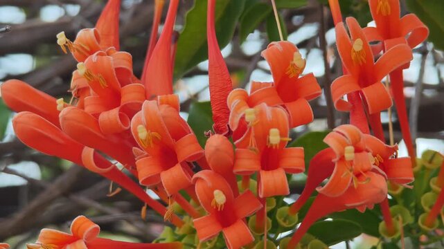Flowers, specifically the orange trumpet vine in the garden.
