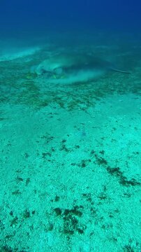 Vertical footage, Camera moving forwards to a sea cow grazing on a sandy seabed, Wide-angle shot, Slow motion of Sea Cow, Dugong dugon on the bottom