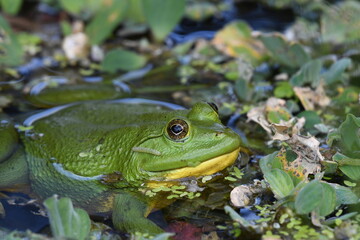 Obraz premium Frog