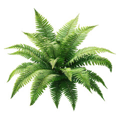 Dense fern plant, radiating fronds