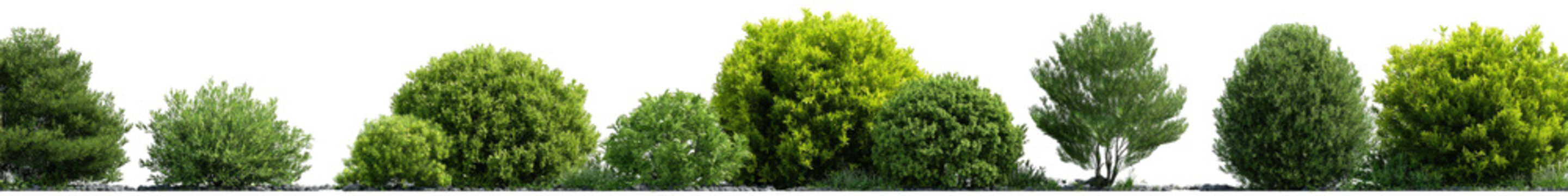 Row of lush green trees or shrubs