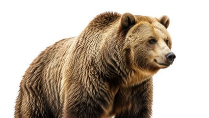 Fototapeta premium Isolated Brown Bear Portrait Standing Side Profile Looking Wild Animal Carnivore Mammal Furry
