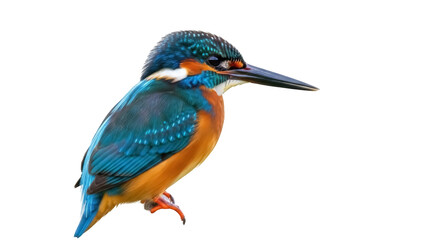 Obraz premium Isolated Common Kingfisher, vibrant plumage, orange and blue feathers, beautiful bird nature