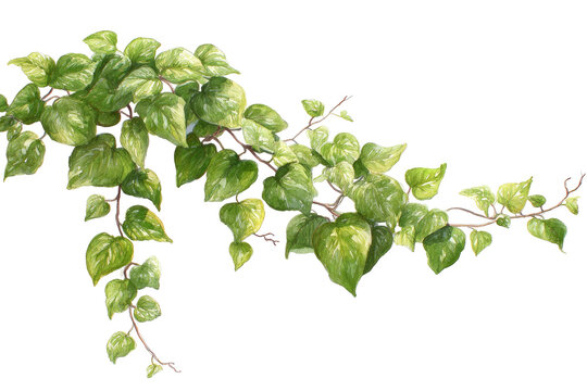 Detailed illustration of a trailing vine with lush green leaves.  Light and shadow suggest depth