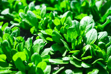 Obraz premium Green spinach plants thriving in sunny backyard vegetable garden environment. Fresh leafy produce, home cultivation and clean eating concept
