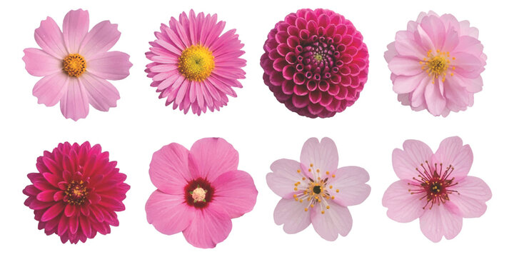 A selection of pink and red flowers isolated on a white background, showcasing various species