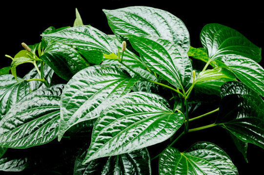 wild betal leafbush in garden
