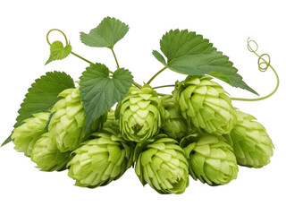 Obraz premium Fresh green hop cones with leaves isolated on transparent background