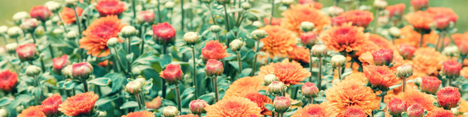 Vintage flower background