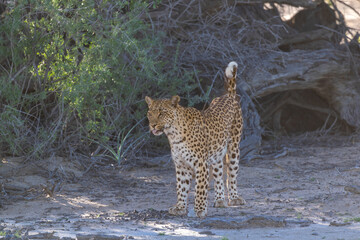 Leopard alert and scanning the savanna in Kgalagadi © Chris