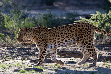 Leopard walking in Kgalagadi transfrontier park © Chris