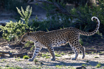 Obraz premium Leopard walking in the Kgalagadi transfrontier national park