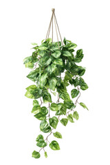 A hanging, layered plant, featuring many leaves of a light and dark green hue.  The leaves are arranged in tiers, cascading down from a woven, light brown, hanging support system.  Botanical design
