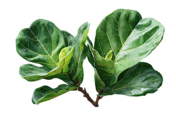 Close-up of lush, vibrant green fiddle-leaf fig leaves