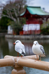 Obraz premium 鎌倉26127 鶴岡八幡宮2 ゆりかもめ