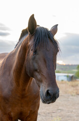 Fototapeta premium Close-up portrait of a majestic brown horse in a rural field at sunset