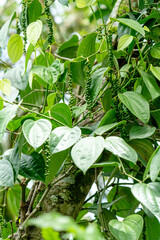 Green black pepper plant with clusters of unripe peppercorns hanging from vines on a tree trunk. Tropical spice cultivation in a garden setting. Natural agriculture and farming concept.