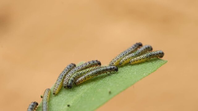 4k Video, Colony of Pieris brassicae caterpillars on a leaf reacting in unison
