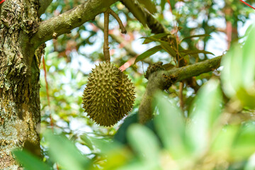 A ripe durian fruit hanging from a tree branch in a tropical orchard. The spiky tropical fruit is surrounded by lush green leaves and natural sunlight. Close-up view of a durian plantation.