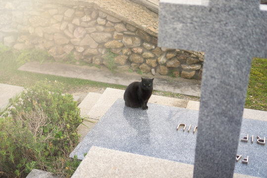 black cat sits on a polished granite grave stone looking at camera at cemetery with mysterious foggy light halloween scene of waiting for master concept of afterlife and mysticism