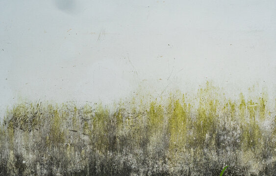 Pared blanca con humedad, moho y textura org&aacute;nica de deterioro natural